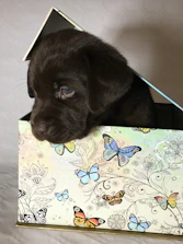 A colorful package with 'Patitas Coquetas' branding being delivered to a happy pet parent at their doorstep.