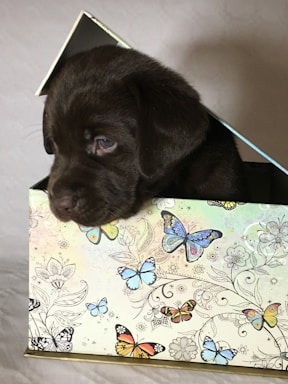 A small dark brown puppy is nestled inside a decorative box. The box features a pattern of colorful butterflies and floral designs on a light background. The puppy has a cute, curious expression and is peeking out of the box.