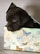 A small dark brown puppy is nestled inside a decorative box. The box features a pattern of colorful butterflies and floral designs on a light background. The puppy has a cute, curious expression and is peeking out of the box.