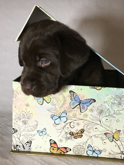 A small dark brown puppy is nestled inside a decorative box. The box features a pattern of colorful butterflies and floral designs on a light background. The puppy has a cute, curious expression and is peeking out of the box.