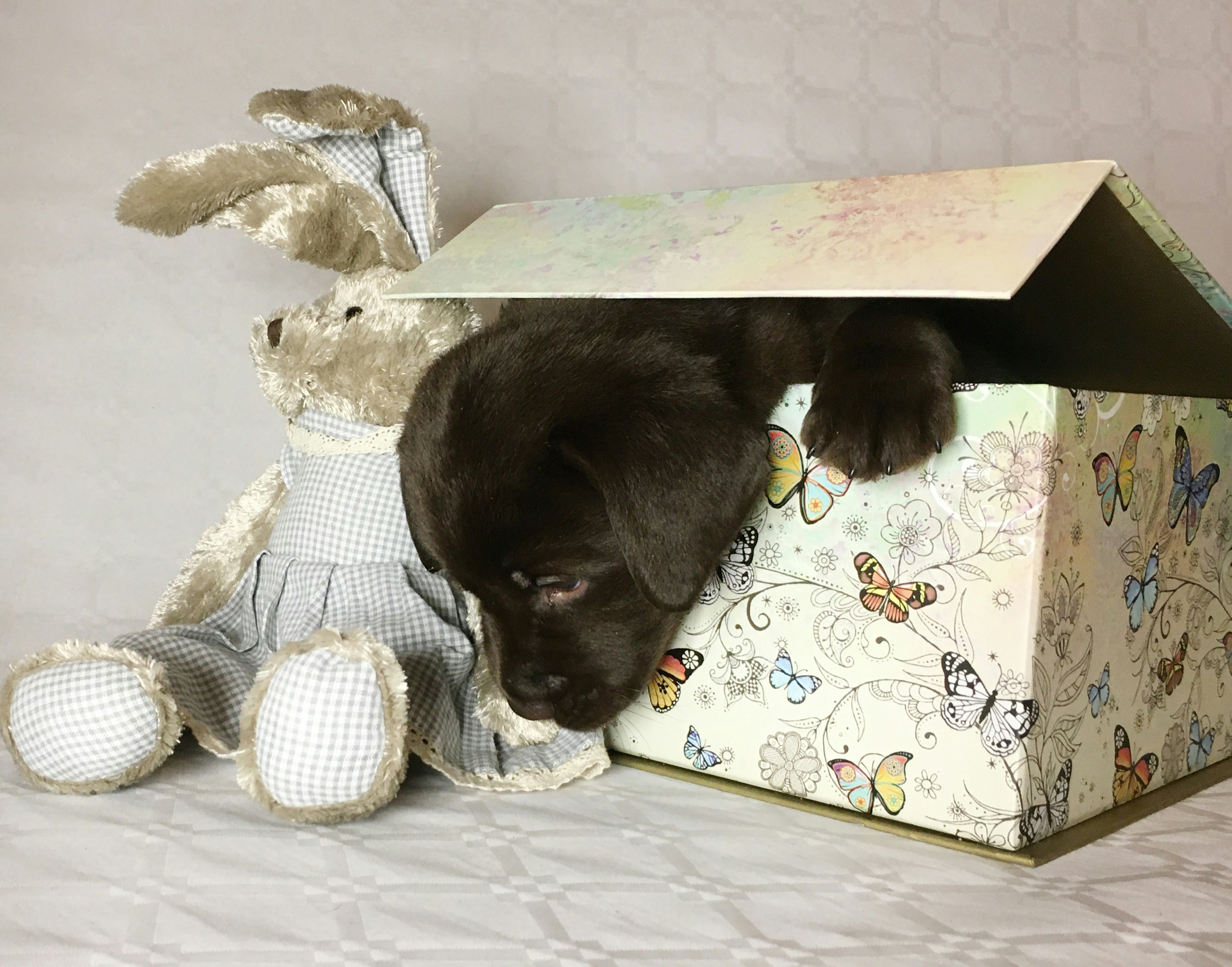 Pet Surprise Box