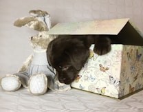 A small dark brown puppy sits partially inside a colorful box adorned with butterfly designs. Next to it is a plush stuffed bunny wearing a light blue checkered outfit. The background is a light, neutral tone with a subtle geometric pattern.
