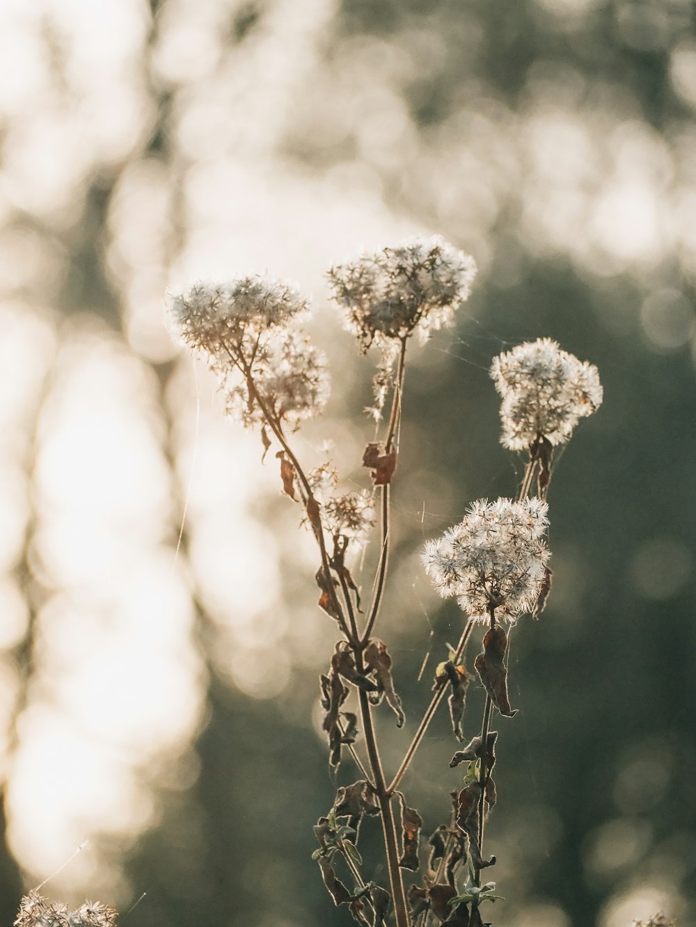 white flower in tilt shift lens