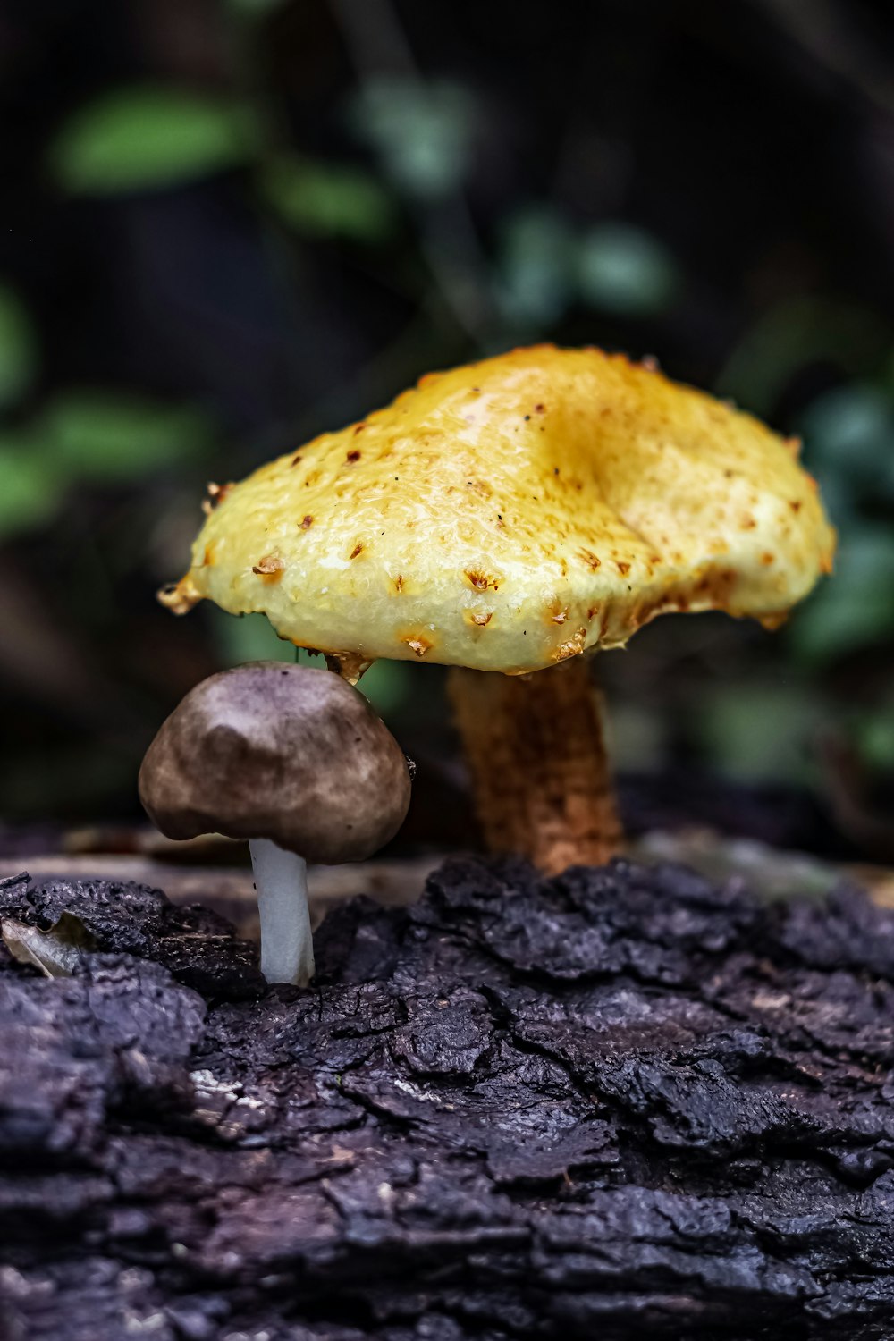 Champiñón marrón en tronco de árbol marrón