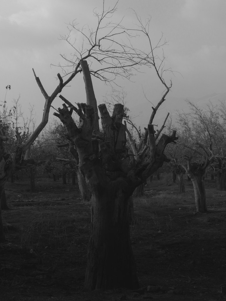 Winter Oak