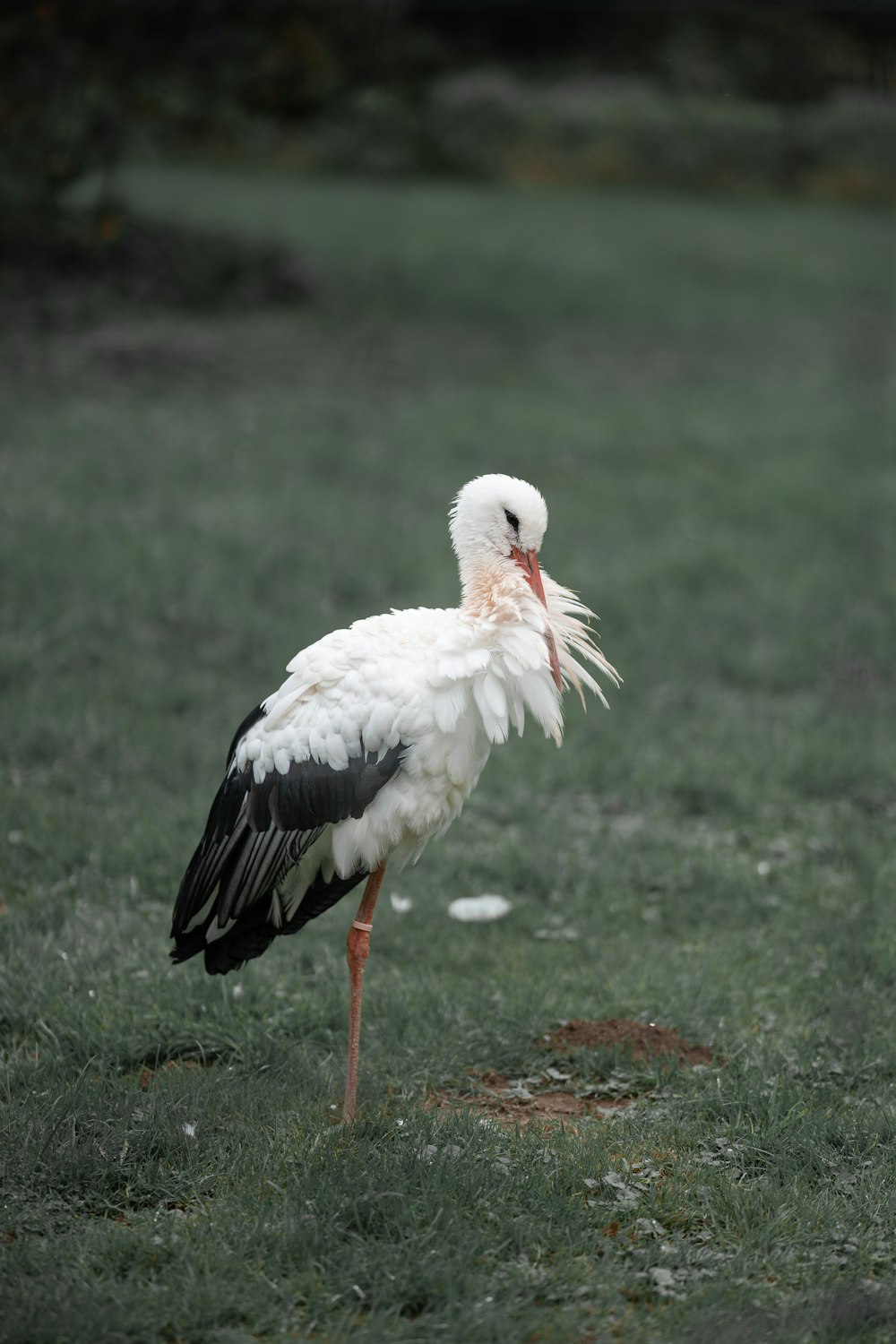 Cigogne blanche sur l’herbe verte pendant la journée