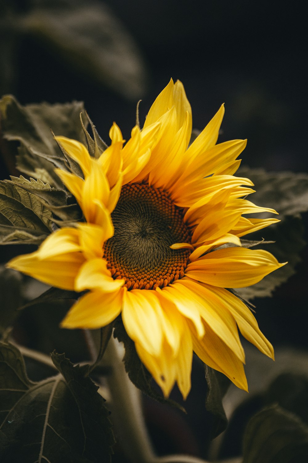 yellow sunflower in close up photography