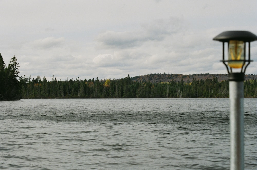 green trees beside body of water during daytime