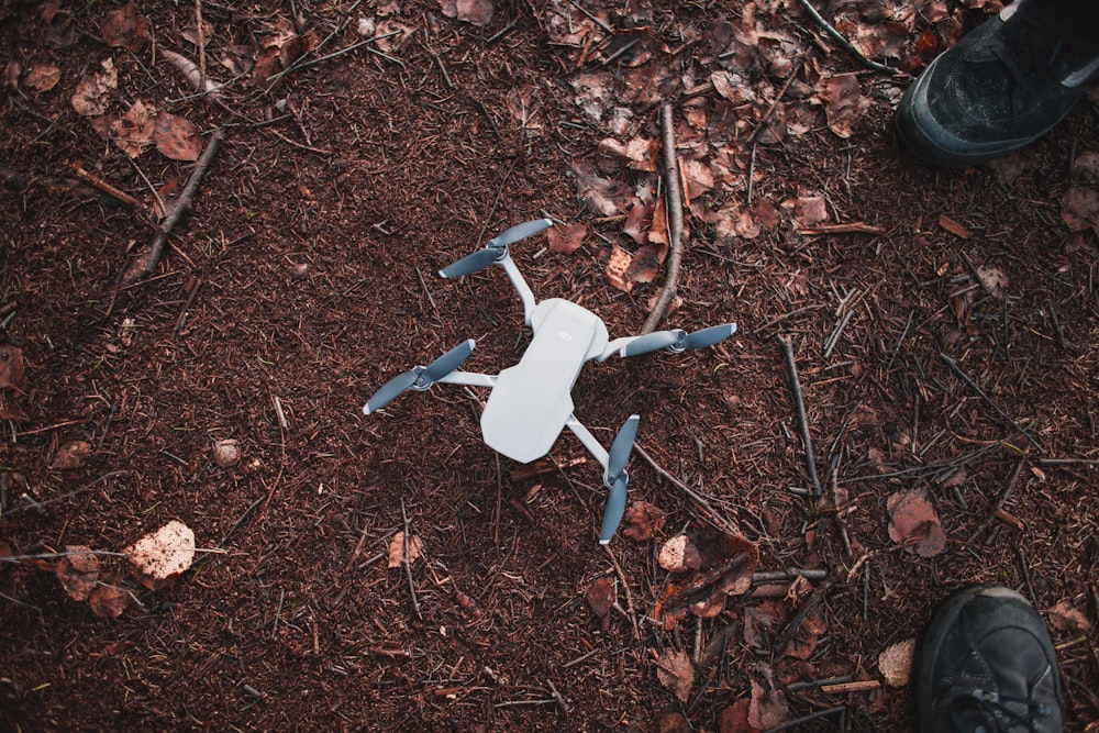 white bird on brown soil