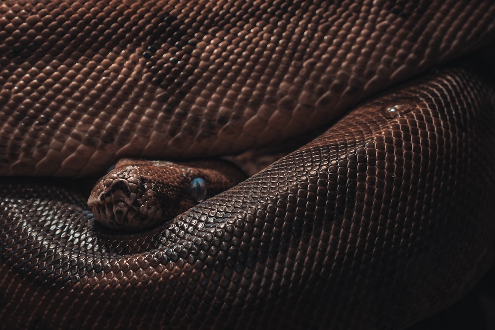 textile en peau de serpent marron et noir