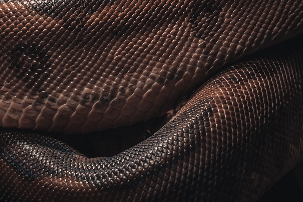 brown and black snake skin textile