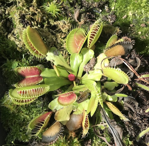 A Venus flytrap plant with open and closed traps, showing its characteristic toothed lobes. The plant is surrounded by moss and other small vegetation, adding a natural and wild aesthetic.