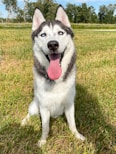 white and black siberian husky on green grass field during daytime