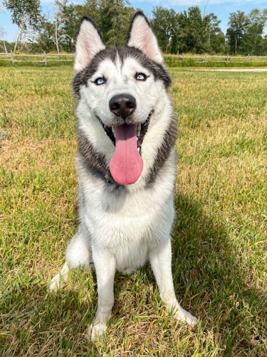Husky Puppies - Blue Eyes
