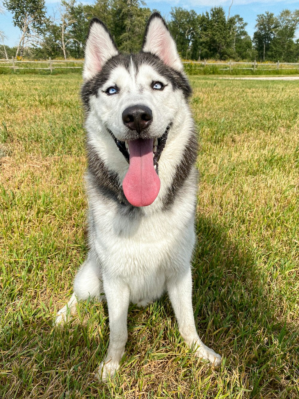 Husky siberiano bianco e nero sul campo di erba verde durante il giorno