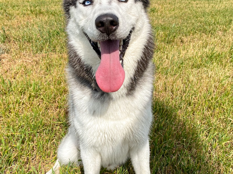 Siberian Husky