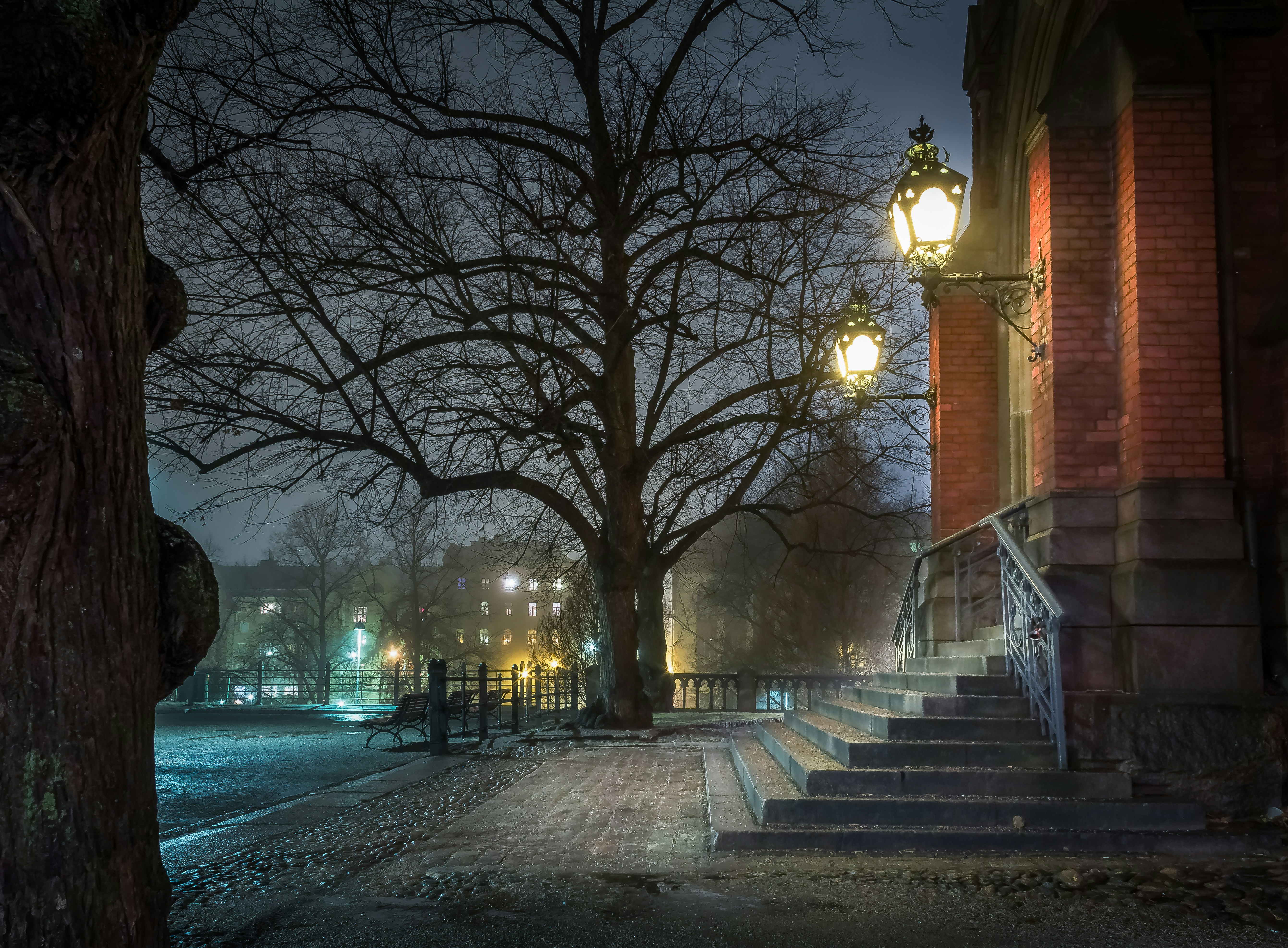 bare trees on sidewalk during night time, Step in. 