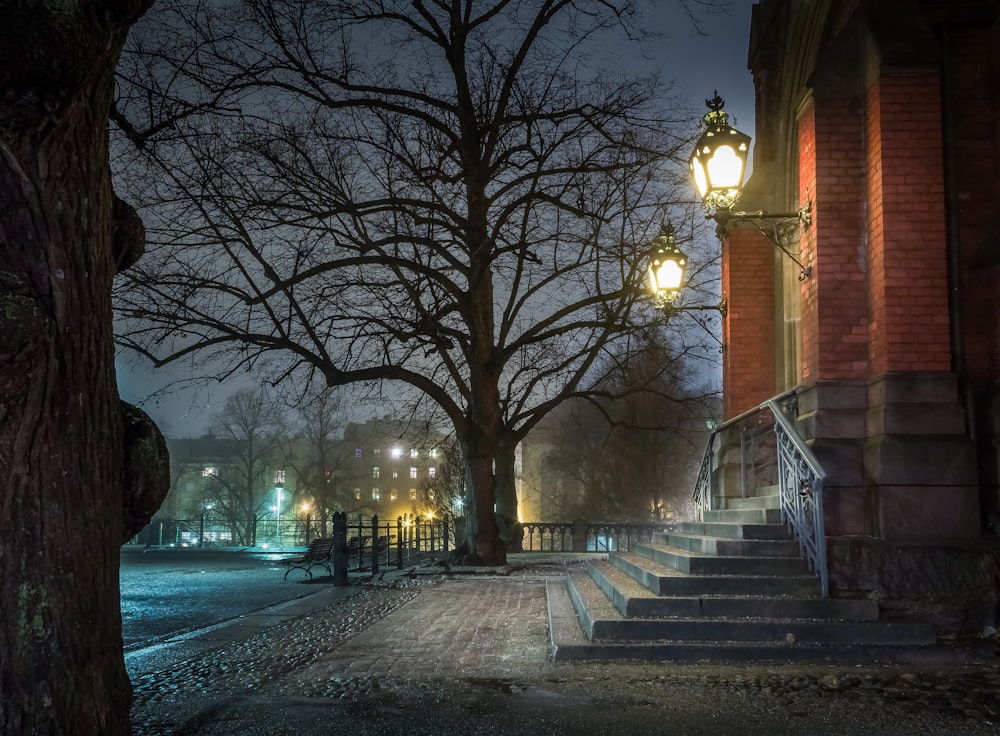 bare trees on sidewalk during night time