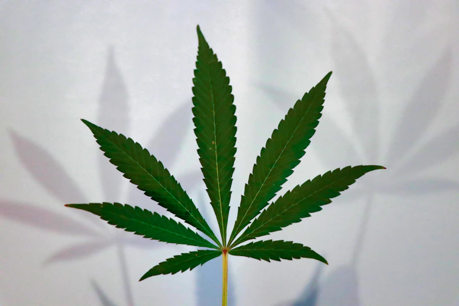 Close-up of a cannabis hemp leaf