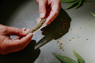 Close-up of hands rolling a joint with fresh cannabis flower and rolling papers.
