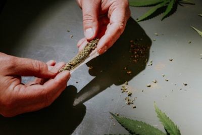 Hands are rolling a joint with cannabis on a reflective surface. There are scattered pieces of marijuana around and cannabis leaves visible on the surface.