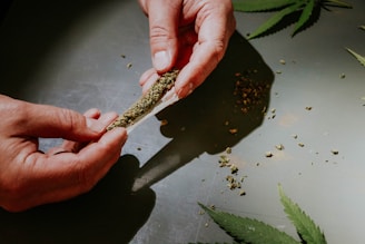 Hands are rolling a joint with cannabis on a reflective surface. There are scattered pieces of marijuana around and cannabis leaves visible on the surface.