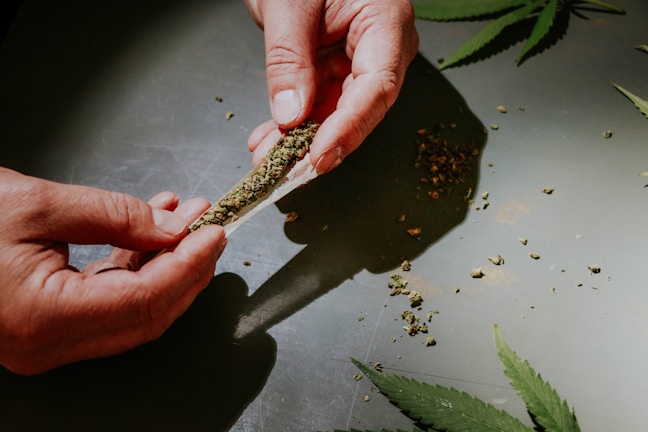 Close-up of hands rolling a joint with natural, organic cannabis.