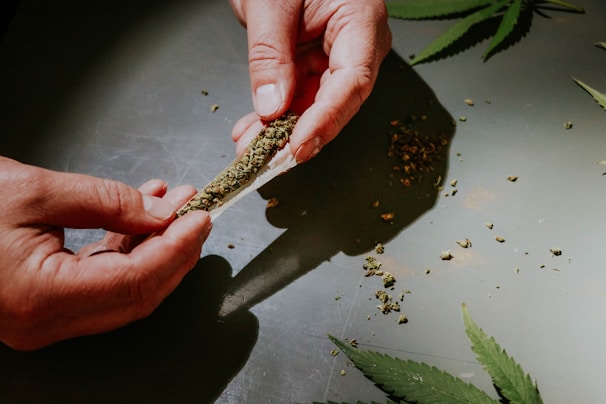 Hands are rolling a joint with cannabis on a reflective surface. There are scattered pieces of marijuana around and cannabis leaves visible on the surface.