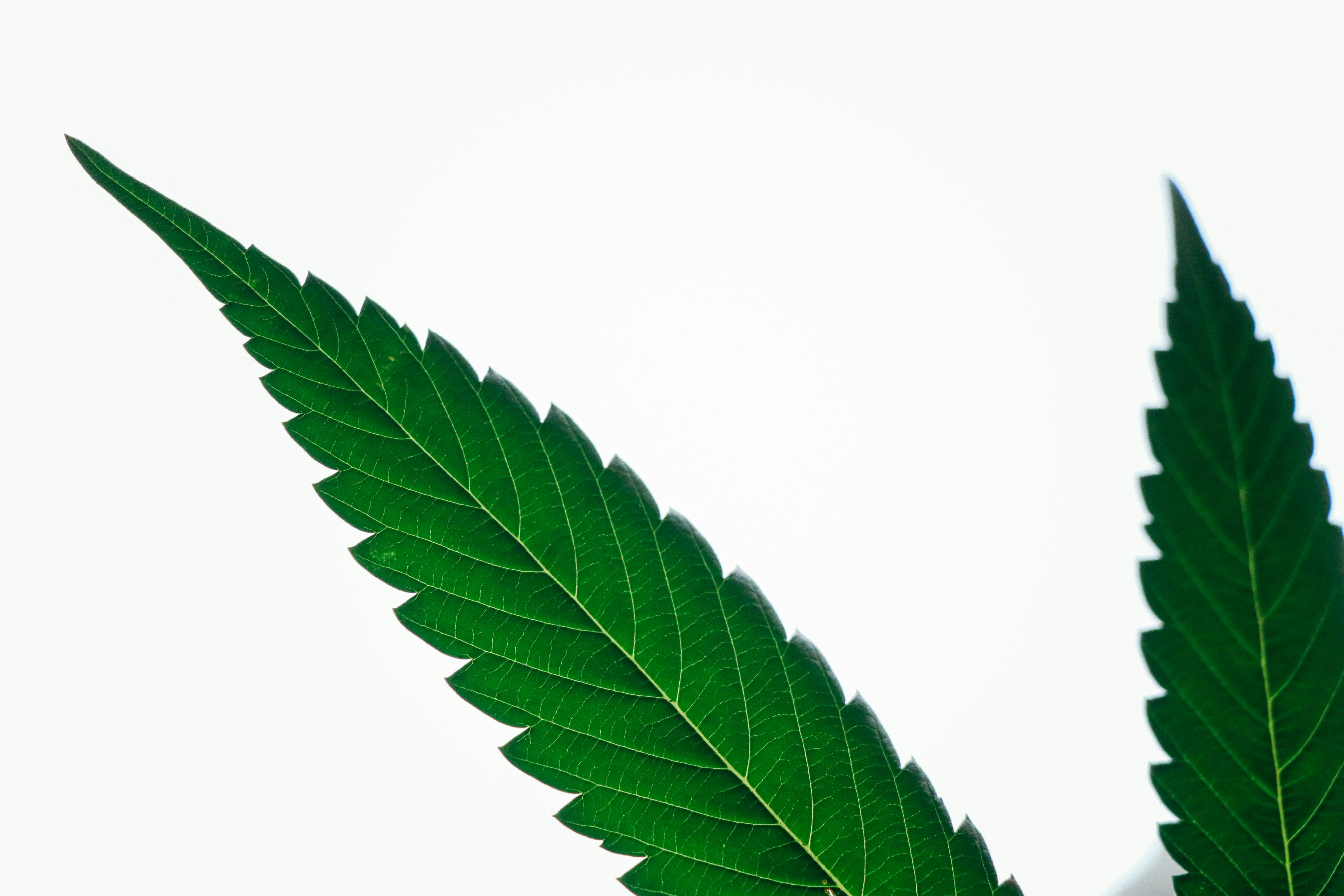 Close-up shot of the cannabis/hemp plant leaf.