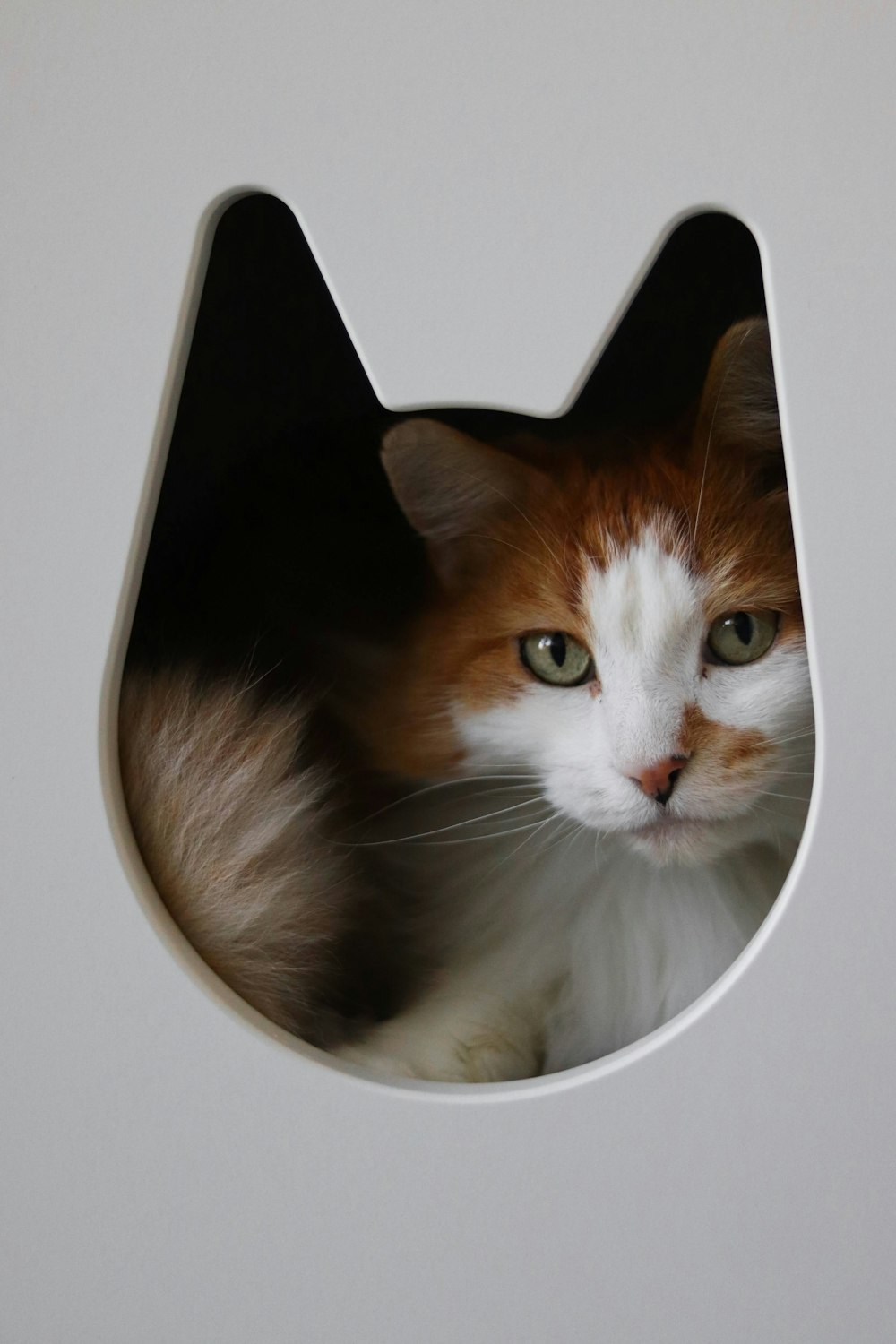 orange and white cat on white table