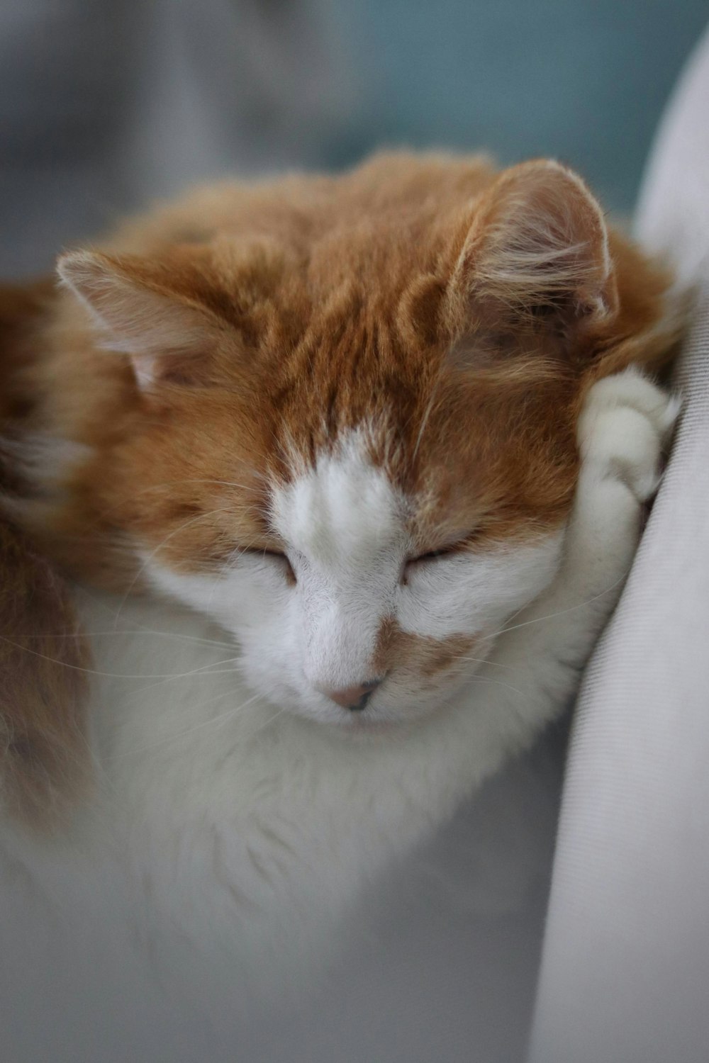 orange and white tabby cat