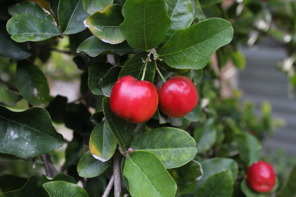 pomodoro rosso su foglie verdi