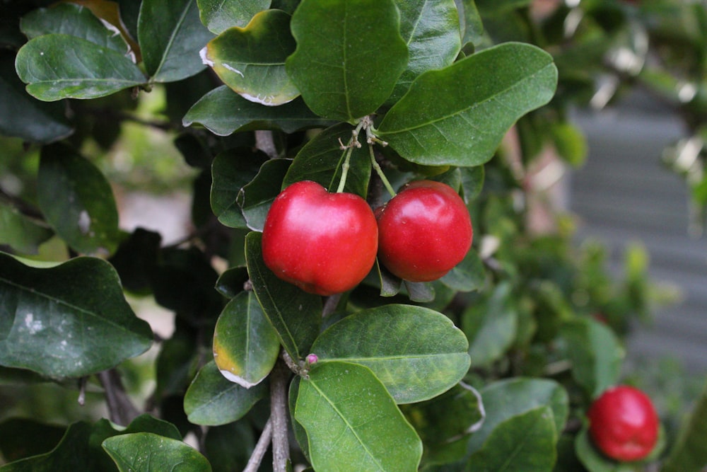 red tomato on green leaves