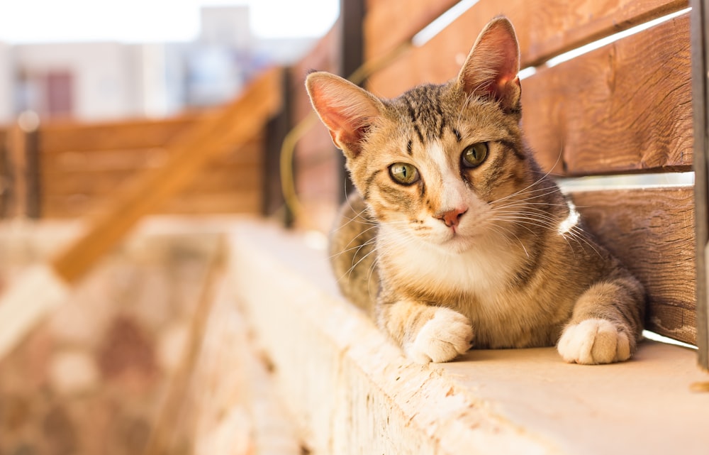 白いコンクリート表面に茶色のぶち猫