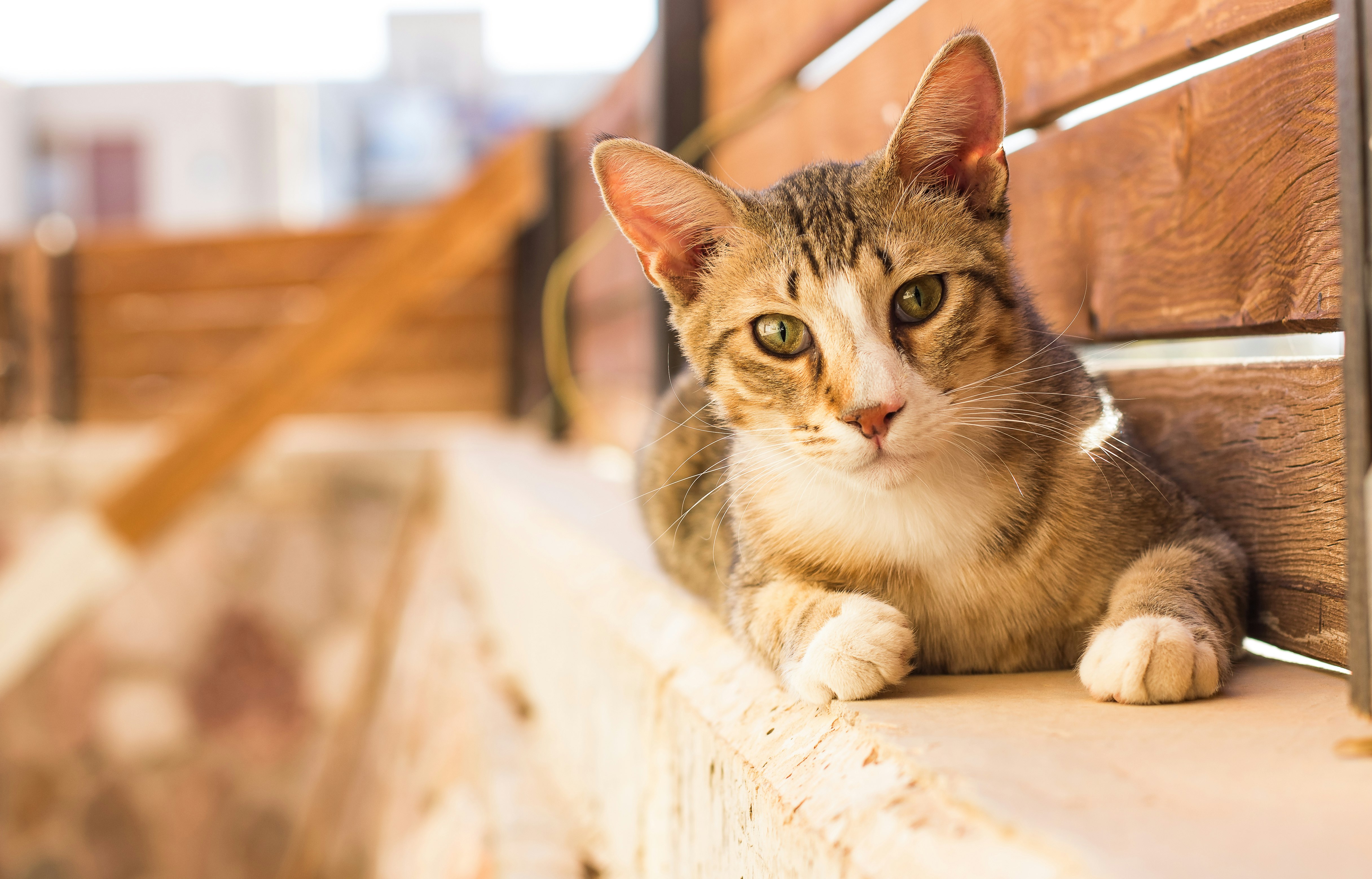 brown tabby cat on white concrete surface