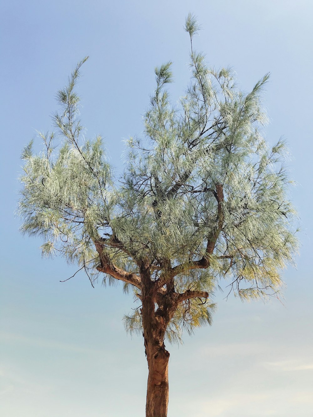 Árbol verde bajo el cielo azul durante el día