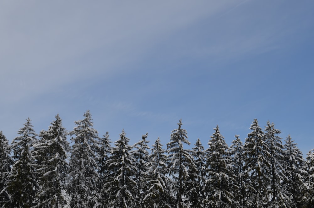 green pine trees under blue sky during daytime