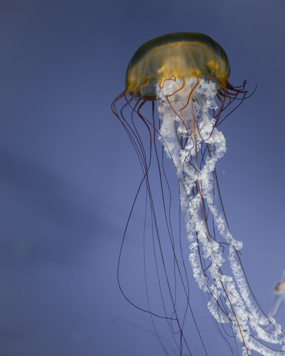 blue and white jellyfish under water