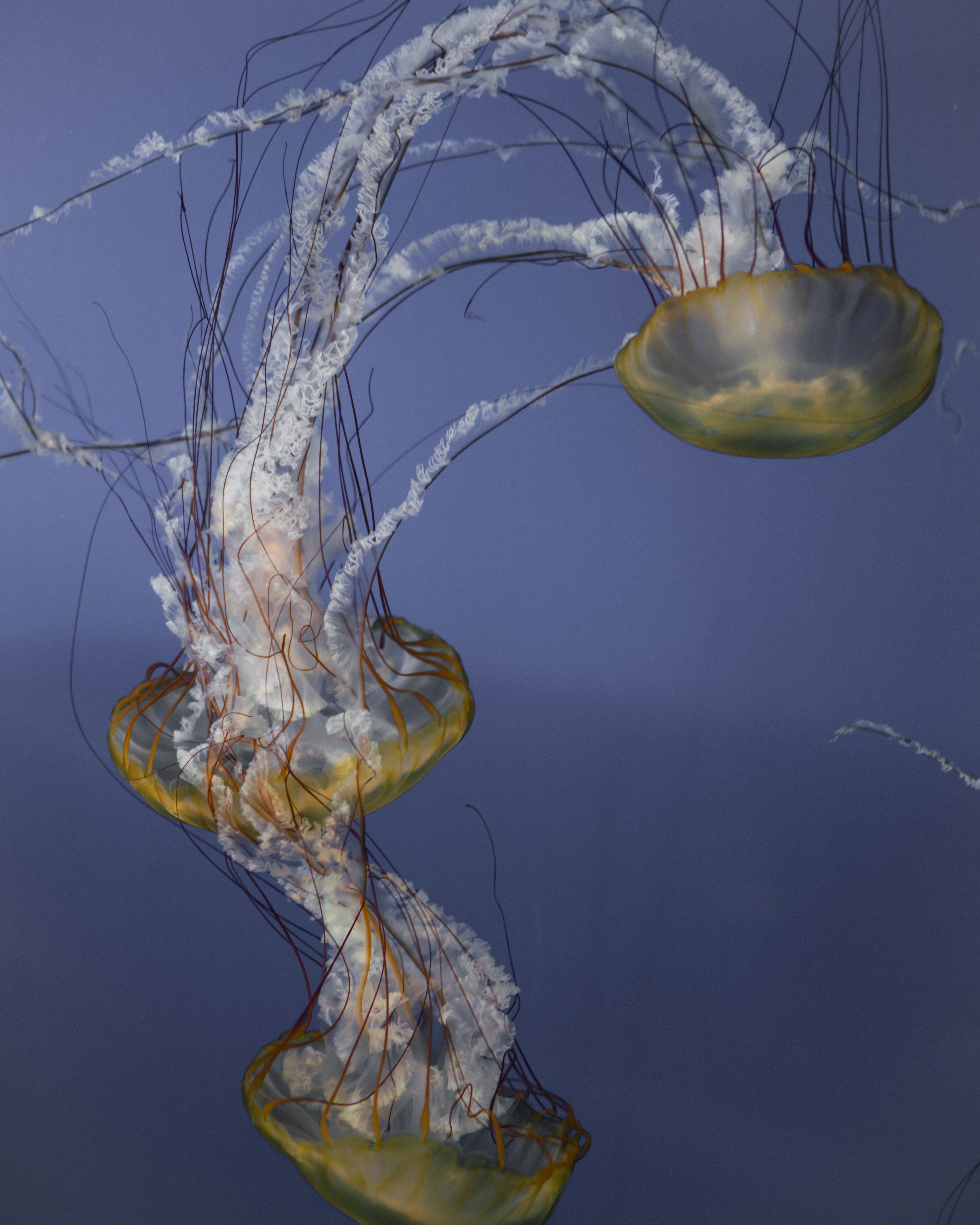 Blue and white jellyfish in water photo – Free Art Image on Unsplash
