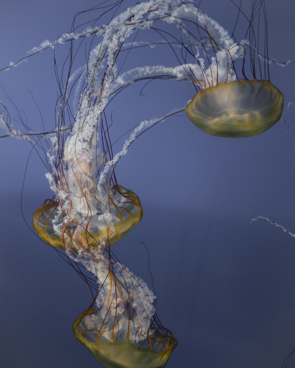 méduses bleues et blanches dans l’eau