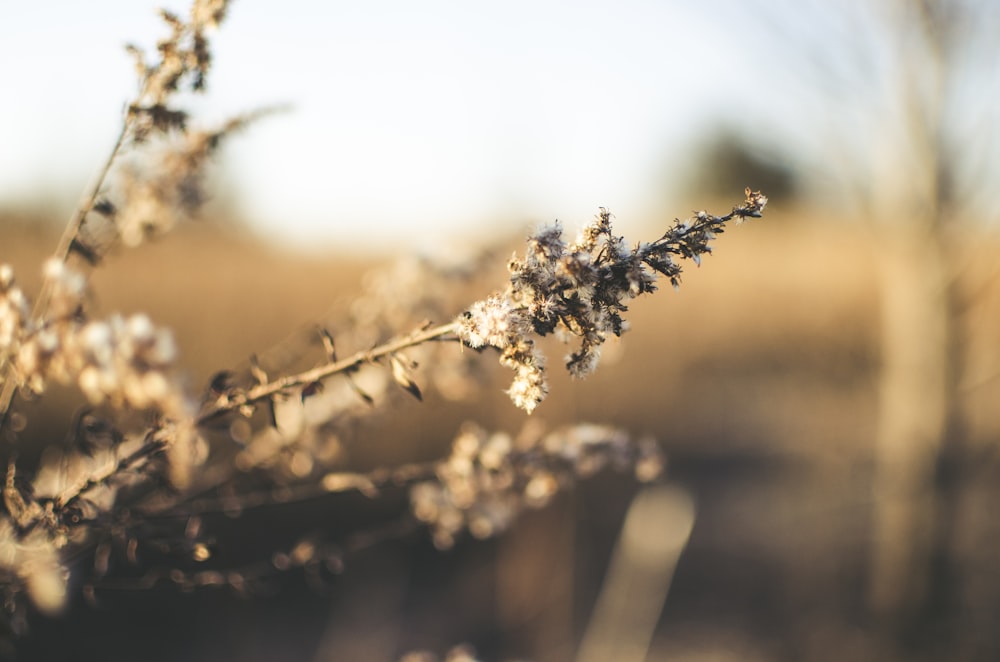 white flower in tilt shift lens