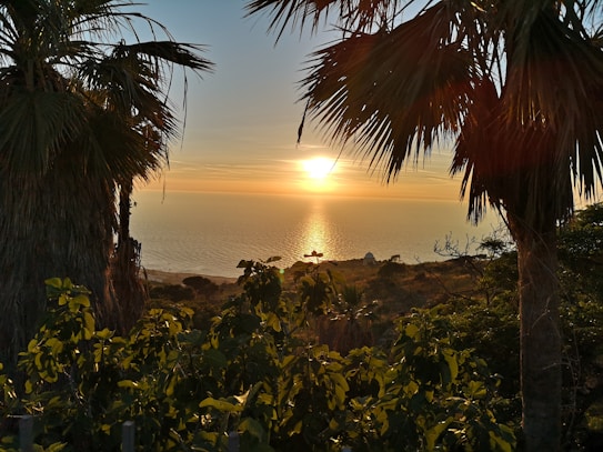 The image captures a picturesque sunset over the ocean, with the sun casting a golden glow across the water. In the foreground, lush greenery and palm trees frame the scene, adding a tropical feel. The sky is a blend of warm colors as the sun slowly descends towards the horizon.