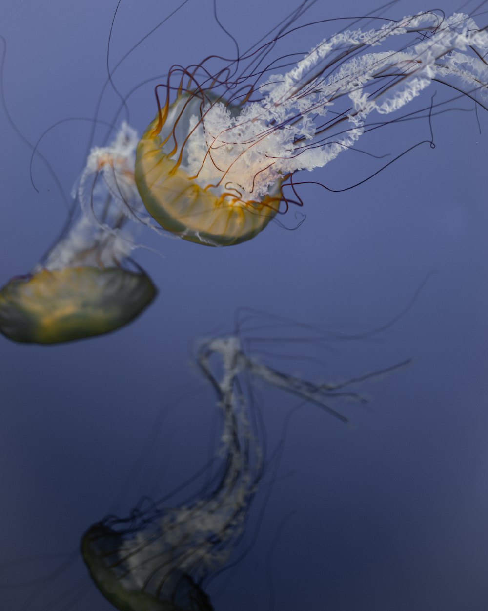 yellow and blue jellyfish in water