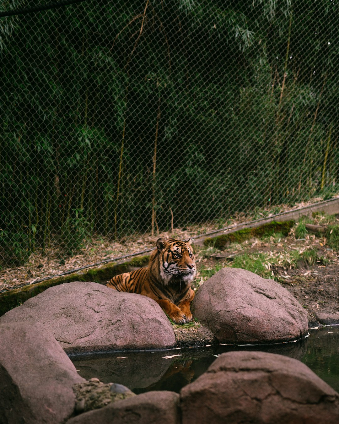 tiger lying on rock near green grass during daytime