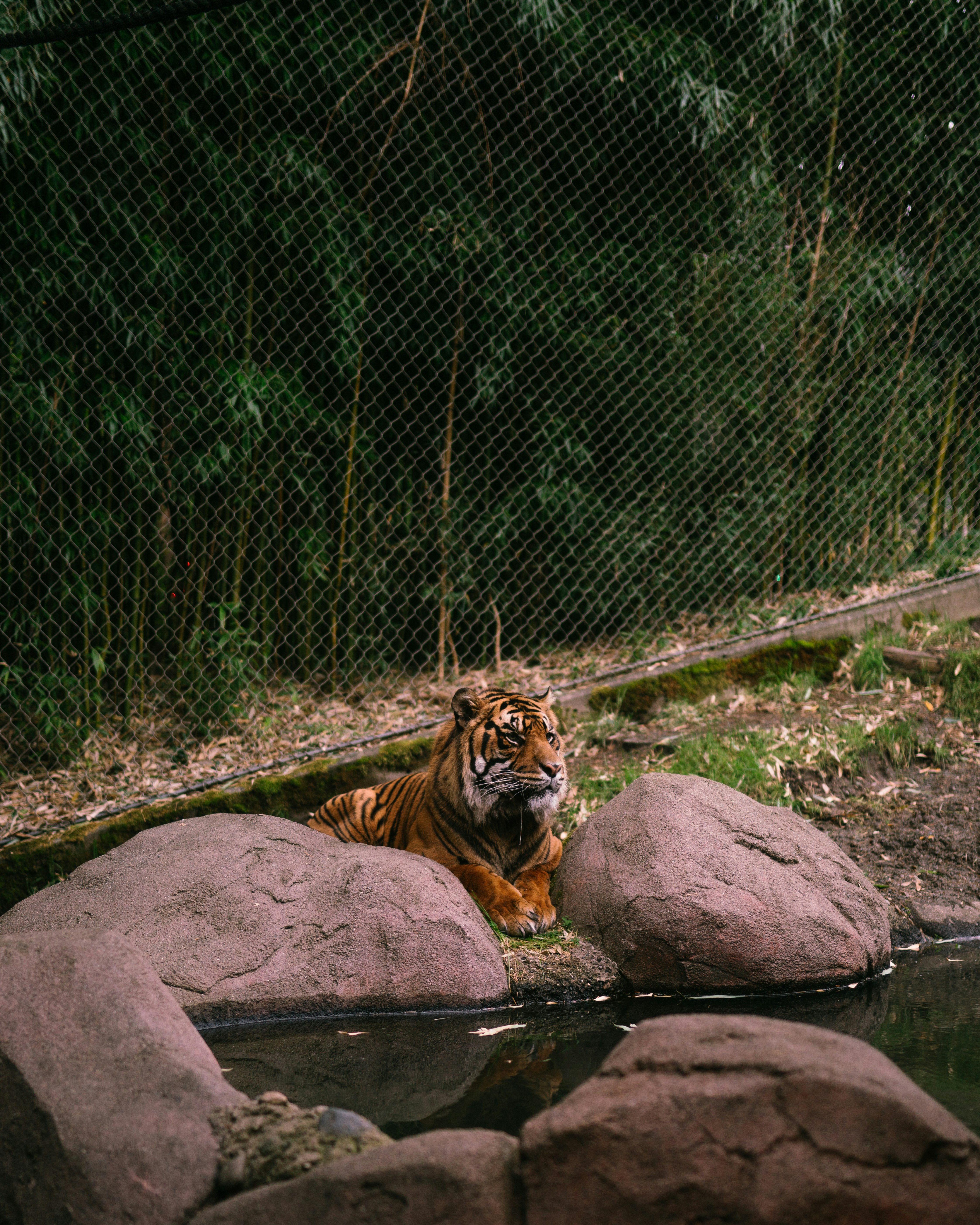 tiger lying on rock near green grass during daytime