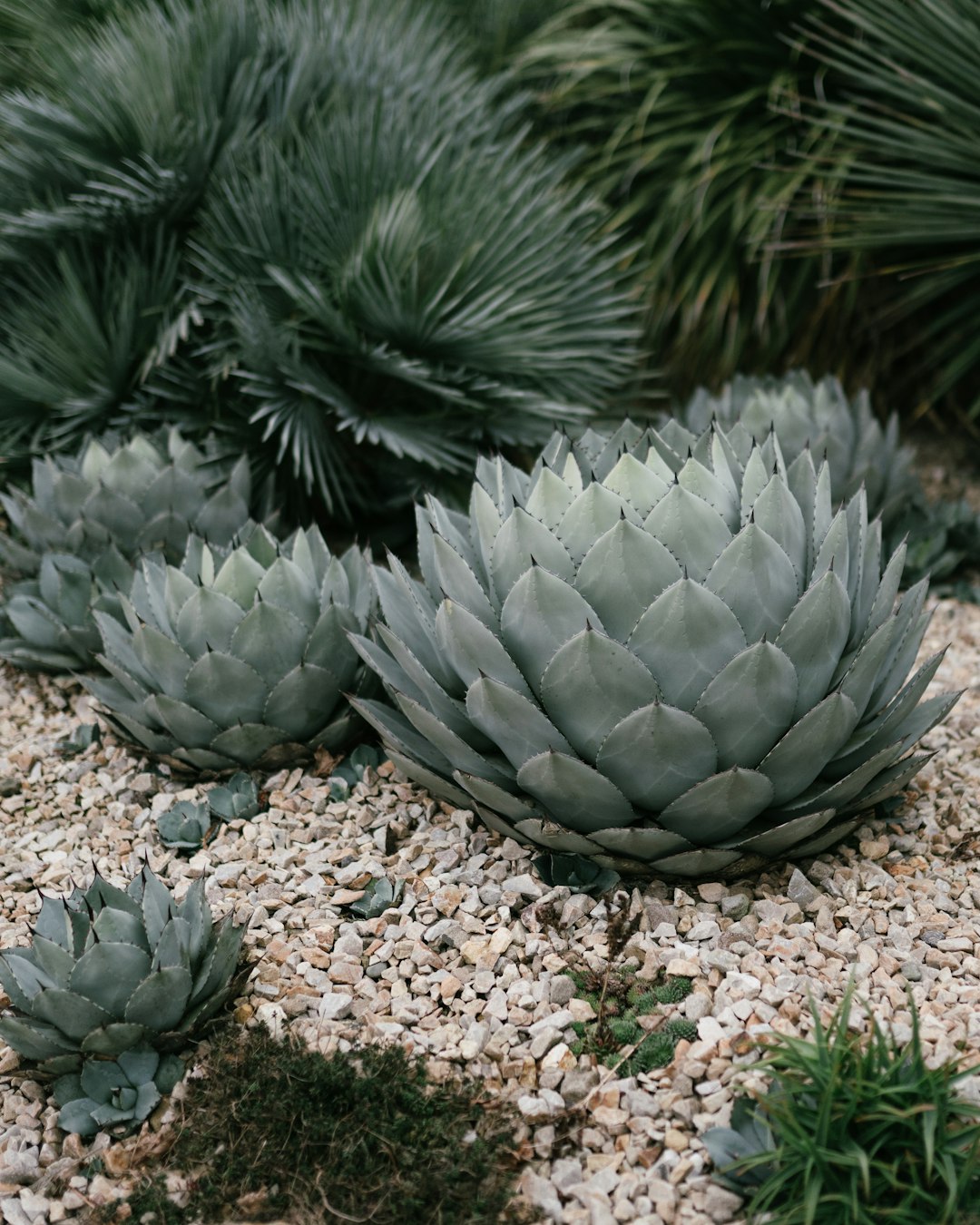 green plant on brown soil