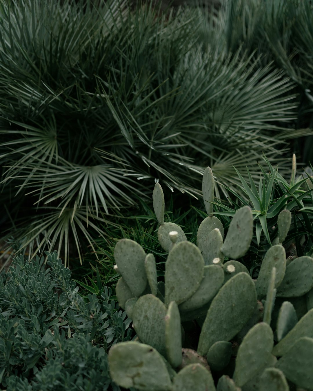 green plant on green grass