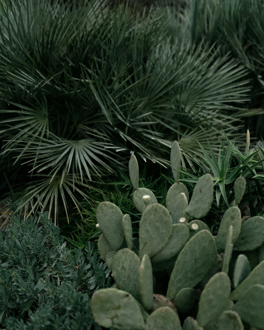 green plant on green grass