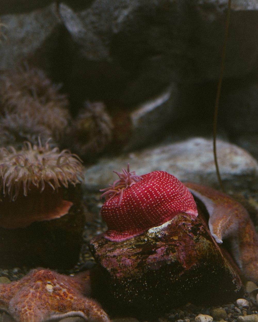 Roter und weißer Fisch im Aquarium