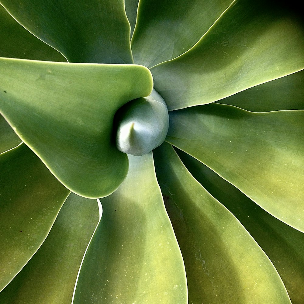 green plant in close up photography